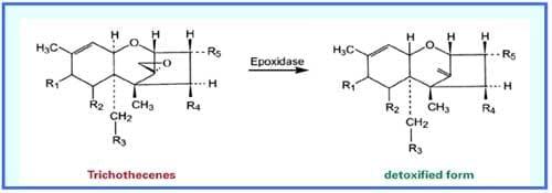 Mycotoxins, an overlooked threat in shrimp farming! - Image 3