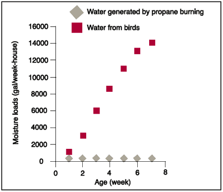 How Much Moisture Do Brooders Add to Poultry Houses? - Image 3