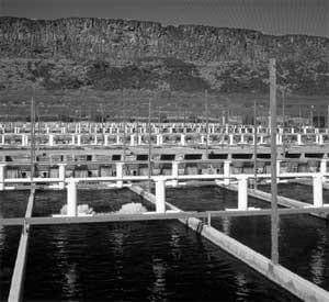 The US rainbow trout industry: challenges and opportunities - Image 7