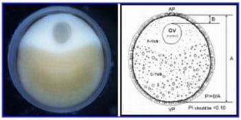 Sturgeon Aquaculture - Specialized Techniques: Determining the Stage of Sexual Maturity in Female Sturgeon for Artificial Spawning: The Egg Polarization Index or PI - Image 1