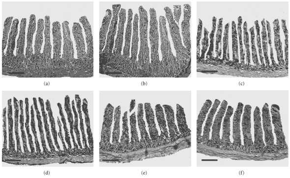 Effect of Dietary Supplementation of Organic Acids on Performance, Intestinal Histomorphology, and Serum Biochemistry of Broiler Chicken - Image 5
