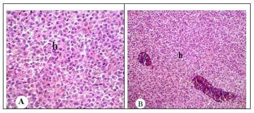 Protective effect of antioxidant medicinal herbs, Rosemary and Parsley, on subacute aflatoxicosis in Oreochromis niloticus - Image 3