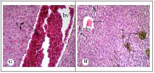 Protective effect of antioxidant medicinal herbs, Rosemary and Parsley, on subacute aflatoxicosis in Oreochromis niloticus - Image 5
