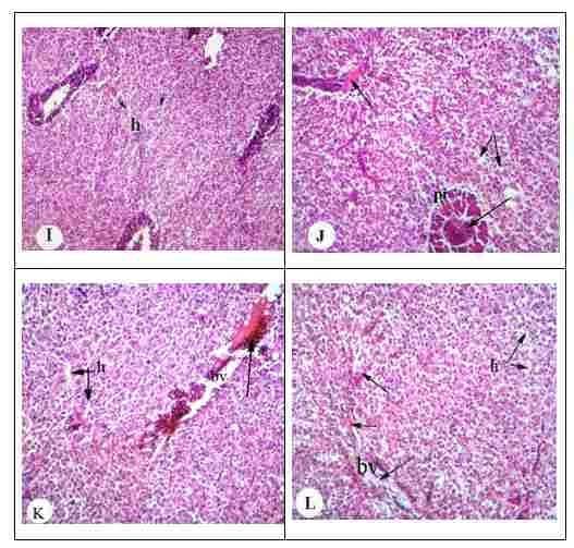 Protective effect of antioxidant medicinal herbs, Rosemary and Parsley, on subacute aflatoxicosis in Oreochromis niloticus - Image 6