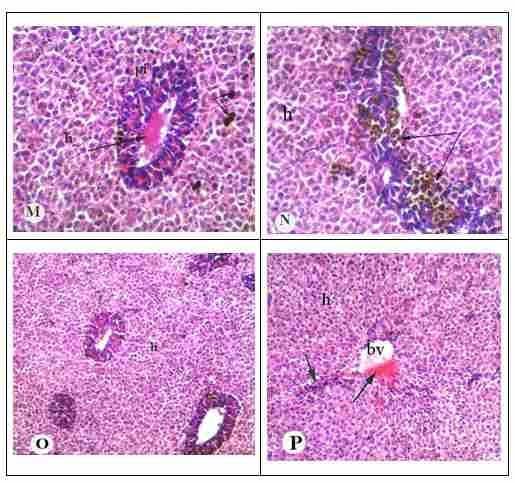 Protective effect of antioxidant medicinal herbs, Rosemary and Parsley, on subacute aflatoxicosis in Oreochromis niloticus - Image 7