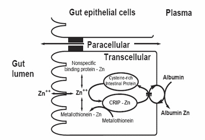 Trace mineral metabolism in ruminants: impact on production, reproduction and the environment - Image 1