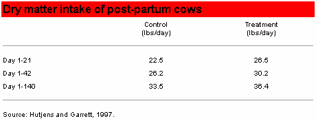 Use Yeast Culture to Feed the Rumen First - Image 1