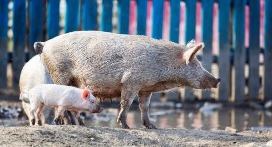 The OIE releases new guidelines on compartmentalisation for African swine fever (ASF) - Image 1