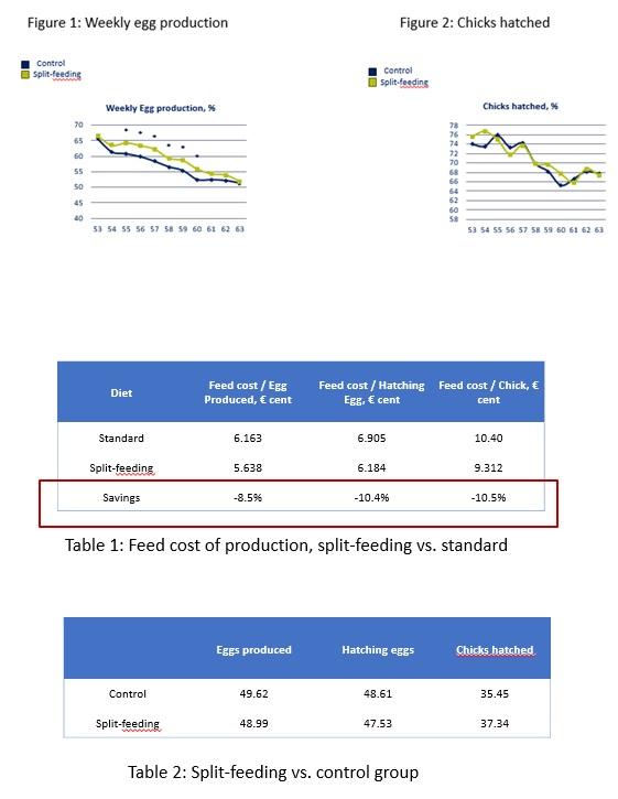 Patented Split-Feeding System for Breeder Broilers Improves Hatching Rates and Welfare, Reduces Feed Costs and Supports Sustainability - Image 1