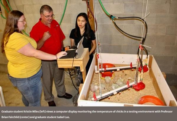 Using microchips to improve efficiency and bird health on poultry farms - Image 1