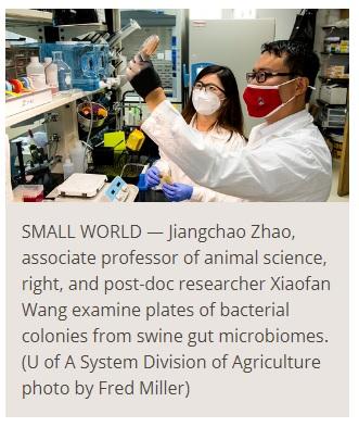 Animal scientists pioneer new methods for culturing swine gut microbiomes - Image 1