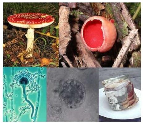 Application of novel technologies against carcinogenic fungi mycotoxins - Image 1