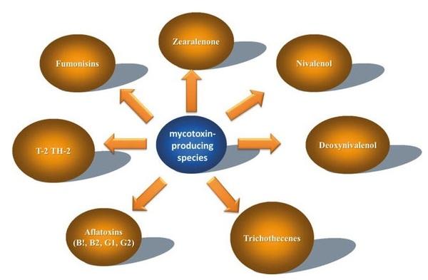 Prevalence of Mycotoxin in Cereals - Image 2