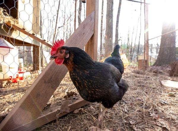 Protect backyard flocks from avian influenza - Image 1