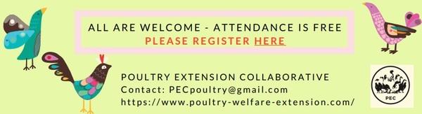 Free webinar: Bugs, Biome and Breeding: Improving Laying Hen Welfare - Image 1