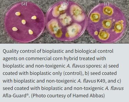Aspergillus: Protecting Plants May Start with the Seed - Image 1