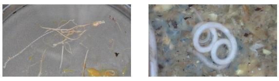 Vetworks Parasitology Training Seminar - Image 3