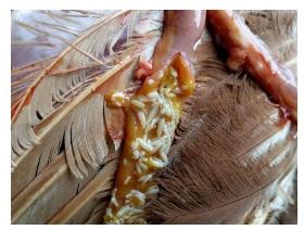 Vetworks Parasitology Training Seminar - Image 2