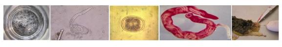 Vetworks Parasitology Training Seminar - Image 1