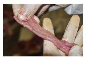 Vetworks Parasitology Training Seminar - Image 4