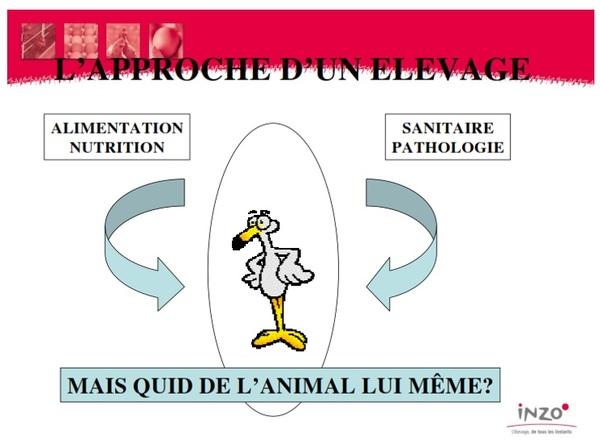 Empowering Livestock Livelihoods: Insights from the Poultry Health and Nutrition Training Program in Cameroon - Image 7