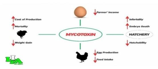 Empowering Livestock Livelihoods: Insights from the Poultry Health and Nutrition Training Program in Cameroon - Image 6