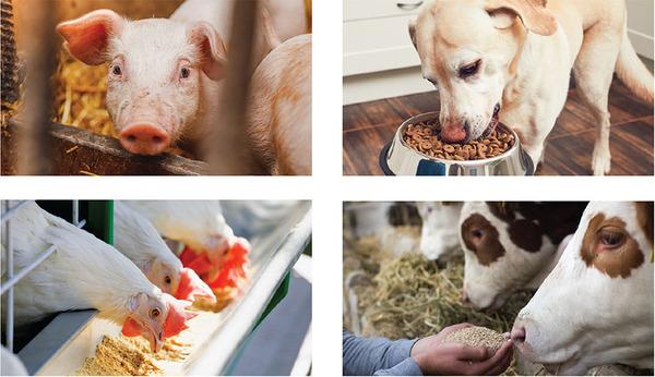 Changing Feed Industry Imperatives Call For A Closer Look At On-Site Aflatoxin Test Methods - Image 1