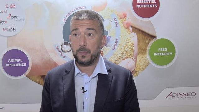 Additives in the feed process