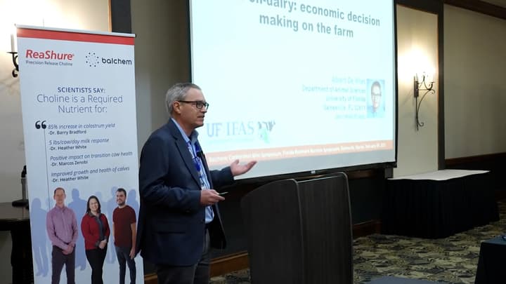 Beef-on-dairy: economic decision-making on the farm