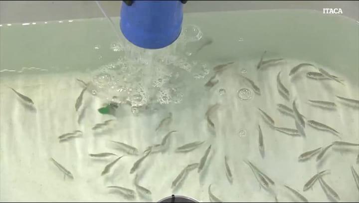 Biosecurity in Fish Farms. Alicia Estevez (IRTA)