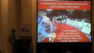 Bergsten speaks on standardised claw trimming practices in large swedish dairy herds