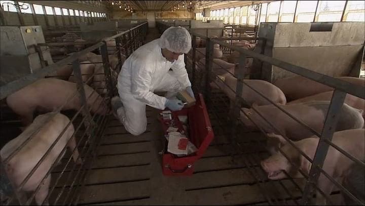 Economic Impact of Porcine Epidemic Diarrhea. (National Pork Board)
