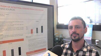 Control and reduction of intestinal lesions from coccidiosis with different saponins sources