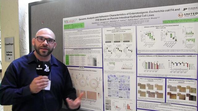 Genomic analysis and adhesion of enterotoxigenic Escherichia coli F4 and F18 strains on porcine intestinal epithelial cell lines