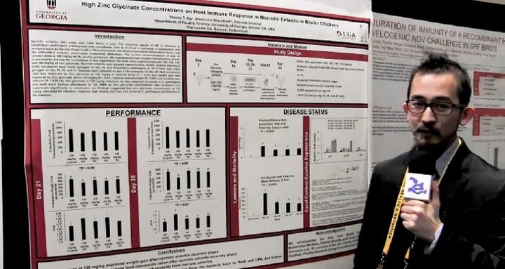 High zinc glycinate concentration on host immune response in necrotic enteritis in broiler chickens