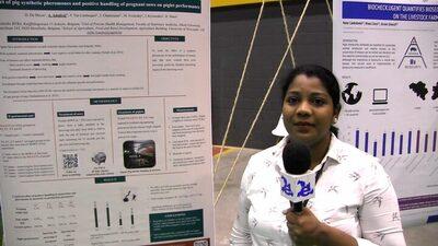 Effect of pig synthetic pheromones and positive handling of pregnant sows on piglet performance