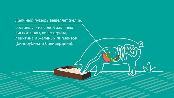 Russian: A fat digestion and absorption enhancer for feeding monogastric species