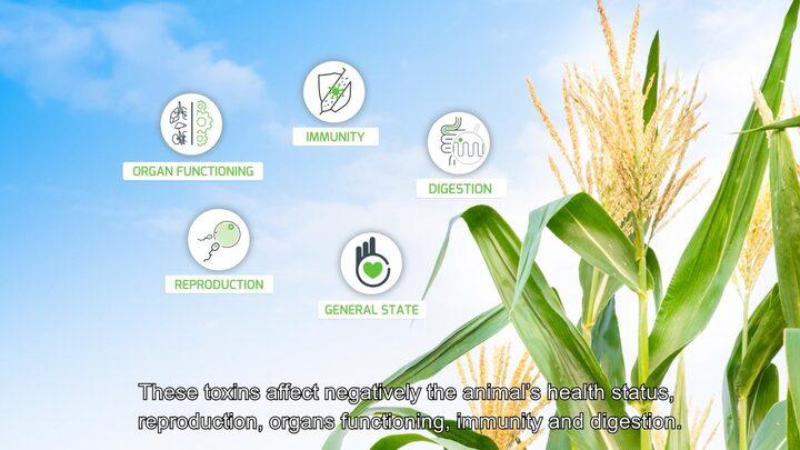 Mycotoxin risk management - Adisseo