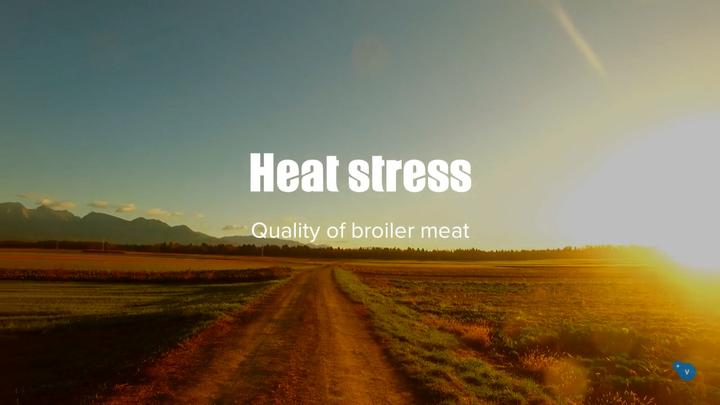 Heat stress and chicken meat quality