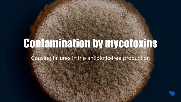 How mycotoxin contamination can make your antibiotic-free program fail