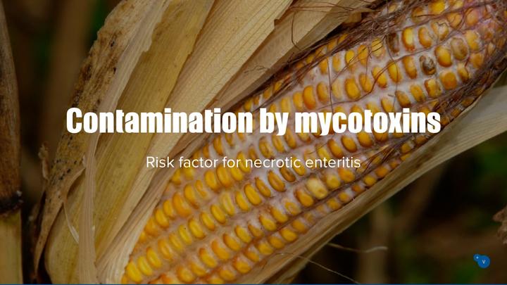 Contamination by mycotoxins and its predisposing factors