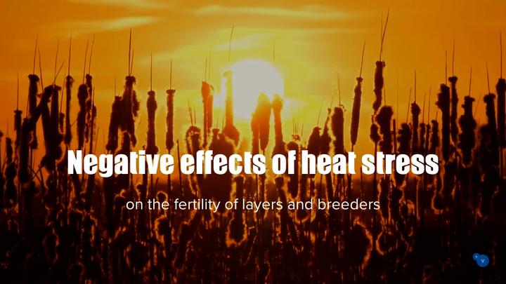 Negative effects heat stress layers and breeders 
