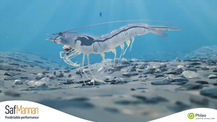 How to protect Shrimp against stress? Safmannan