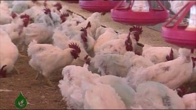 Natural remedies main products