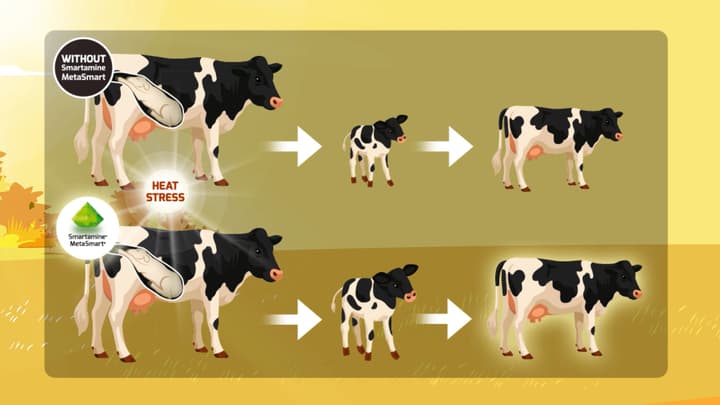 Heat stress in dairy production