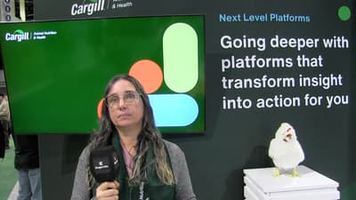 Strategies for long-term health and productivity in laying hens