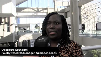 Effect of breed, digestible lysine concentrations, and elevated amino acid ratios on performance and processing of broilers