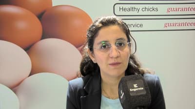 Direct Export Experience with Hy-Line Chicks from Turkey