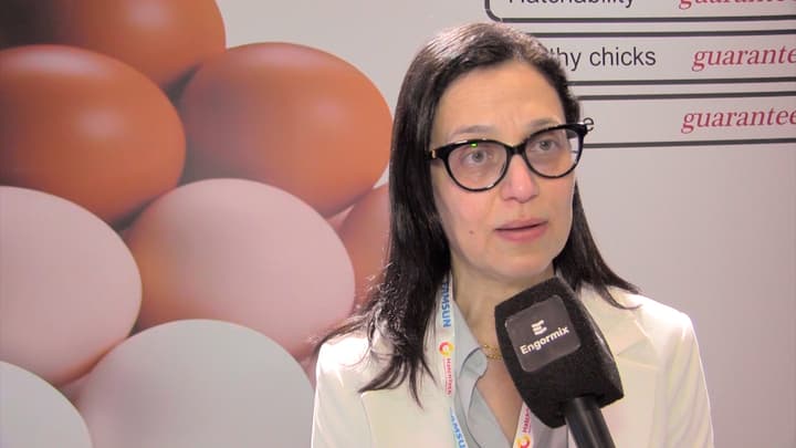 Experience with Hy-Line genetics in Egypt