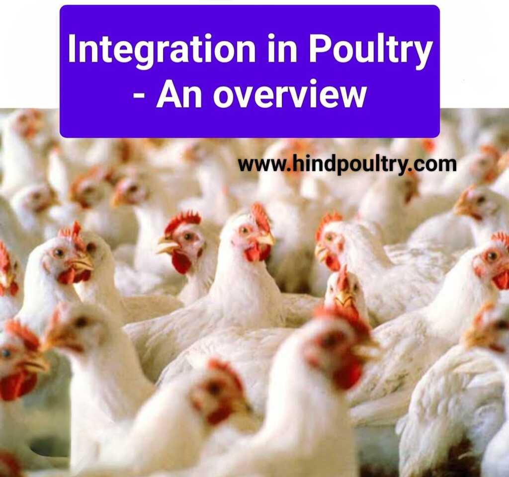 Integration in Poultry- A brief Overview by M. K. Vyas - 1